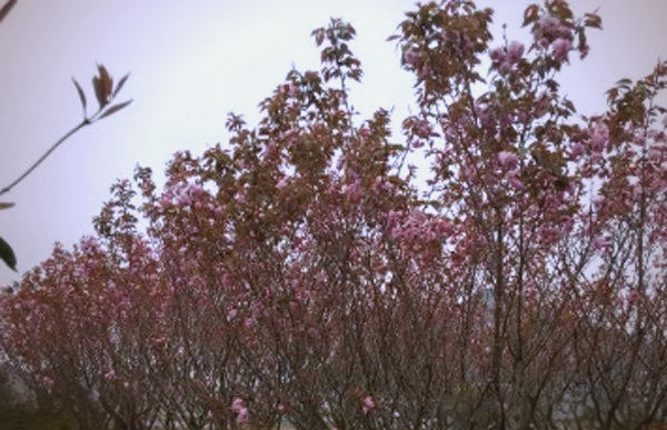 现在种植什么果树最赚钱