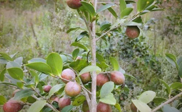 现在种植什么果树最赚钱