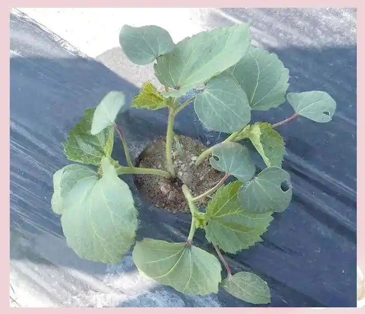 黄秋葵的种植方法 内蒙古