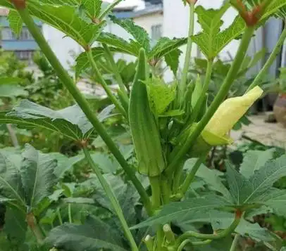 黄秋葵的种植方法 内蒙古