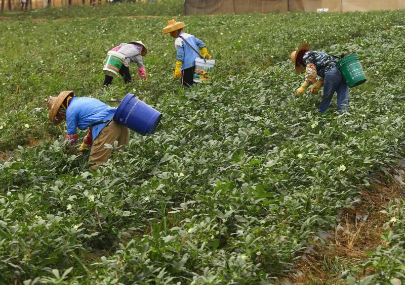 黄秋葵的种植方法 内蒙古