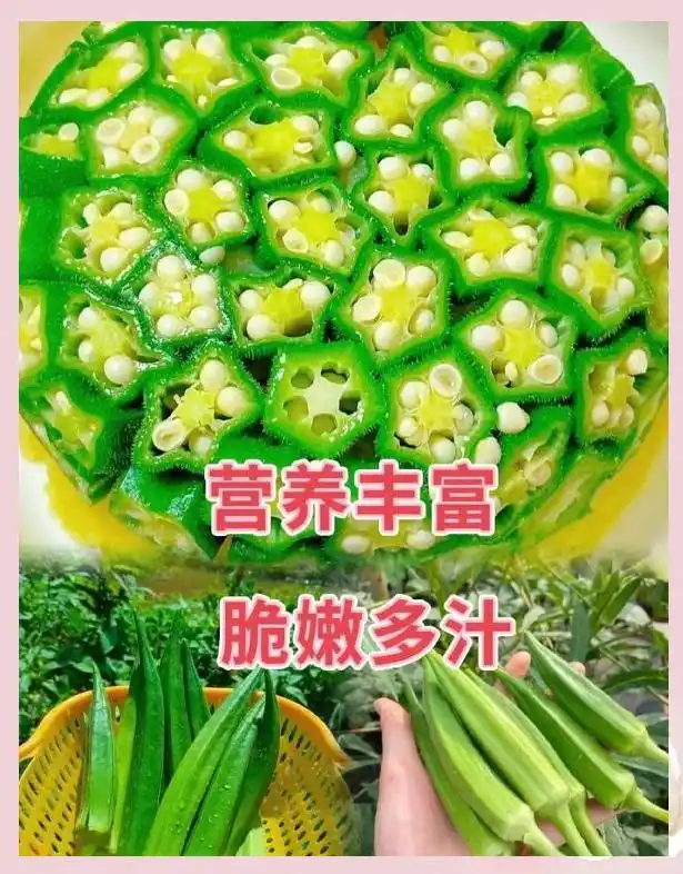 黄秋葵的种植方法 内蒙古