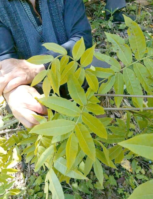 Amalgamation techniques