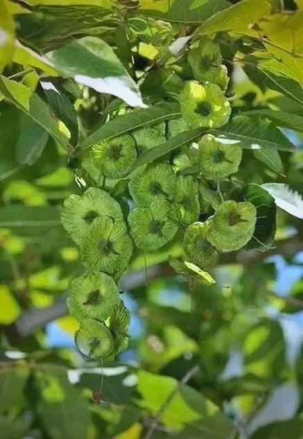 Amalgamation techniques