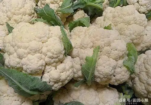 Plantation techniques