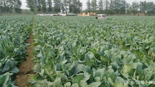 Plantation techniques