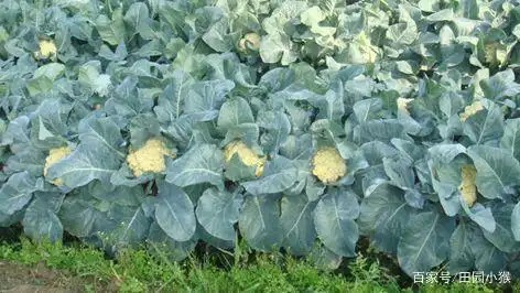 Plantation techniques