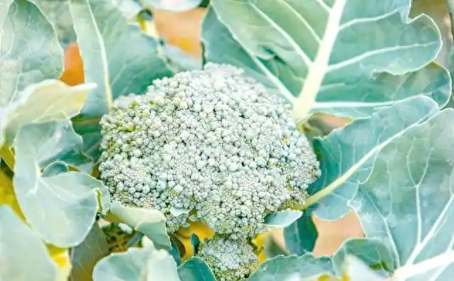 Plantation techniques