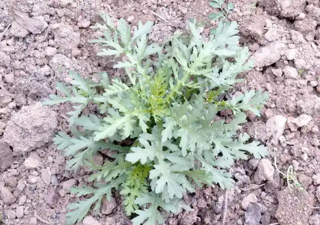 Plantation techniques