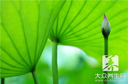 Technology for the cultivation of flowers