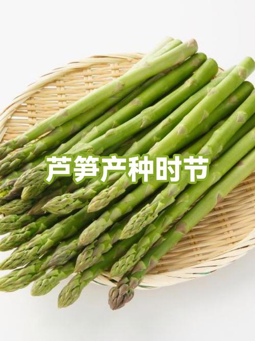 芦笋种子种植方法