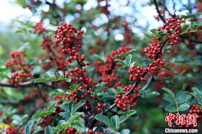 花椒的种植方法