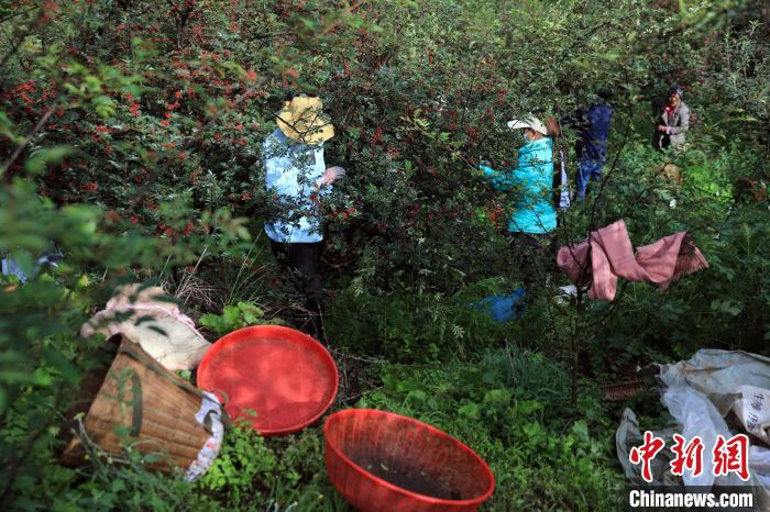 花椒的种植方法