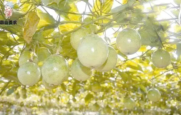 现在种植什么果树最赚钱