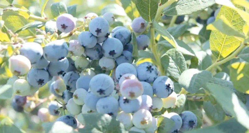 现在种植什么果树最赚钱