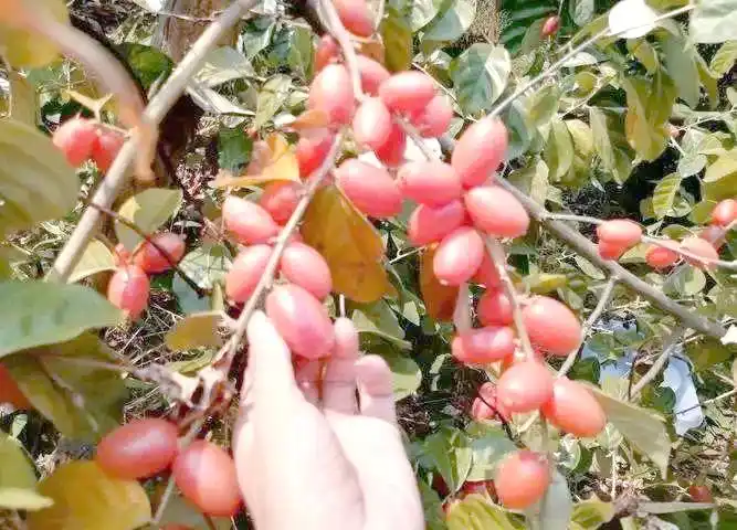 现在种植什么果树最赚钱