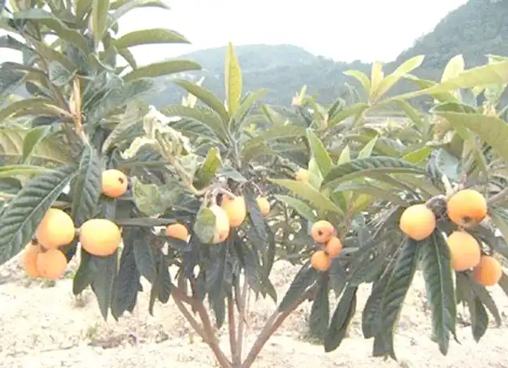 现在种植什么果树最赚钱