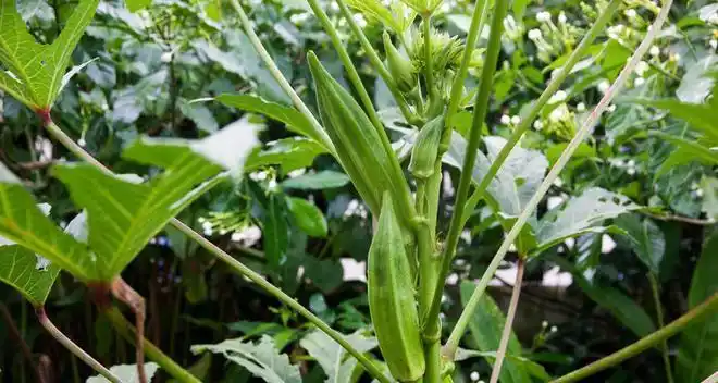 黄秋葵的种植方法 内蒙古