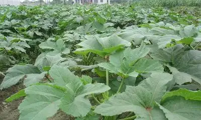 黄秋葵的种植方法 内蒙古
