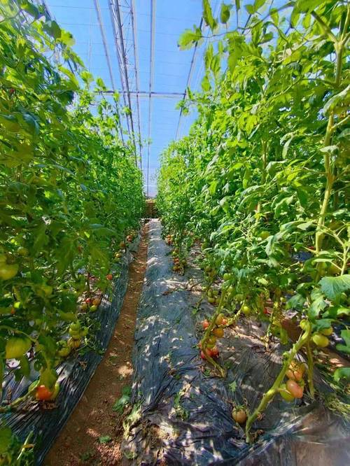 北方种植南方水果