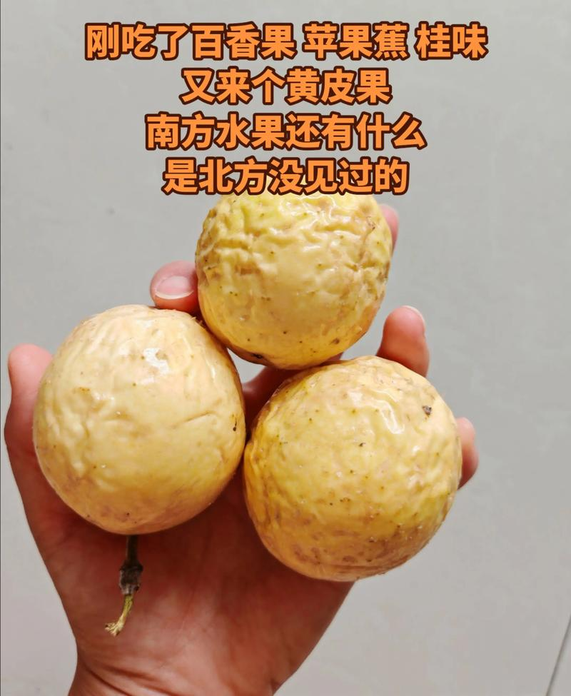 北方种植南方水果