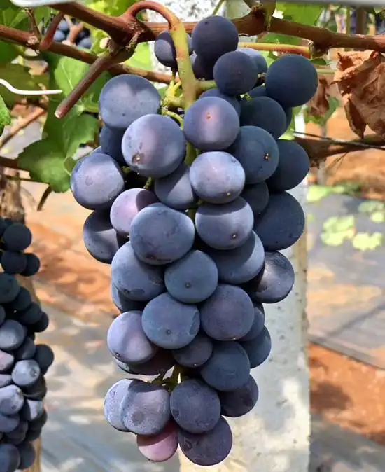 火龙果籽种植方法会长果吗