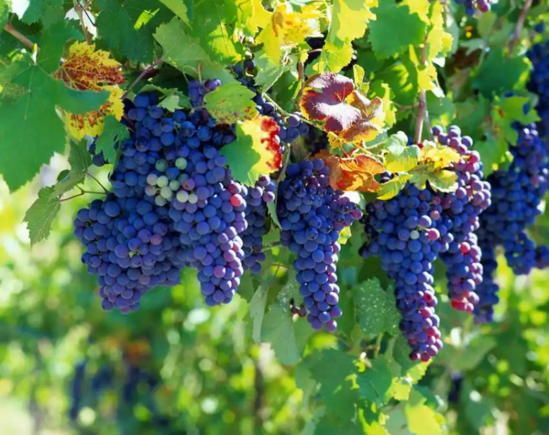 火龙果籽种植方法会长果吗