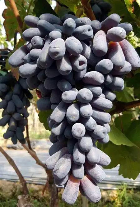 火龙果籽种植方法会长果吗