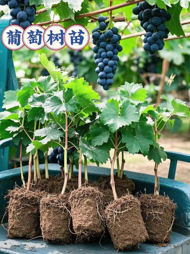 Technological video of grape cultivation in cold sheds