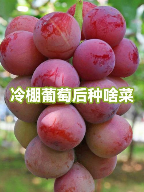 Technological video of grape cultivation in cold sheds