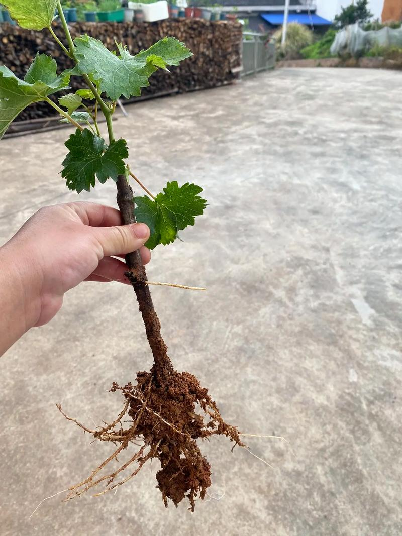 Technological video of grape cultivation in cold sheds