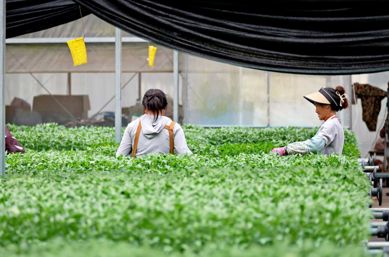温室大棚种植技术