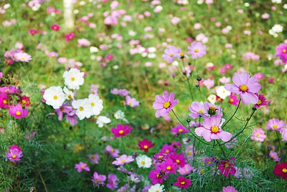 波斯菊种子的种植方法