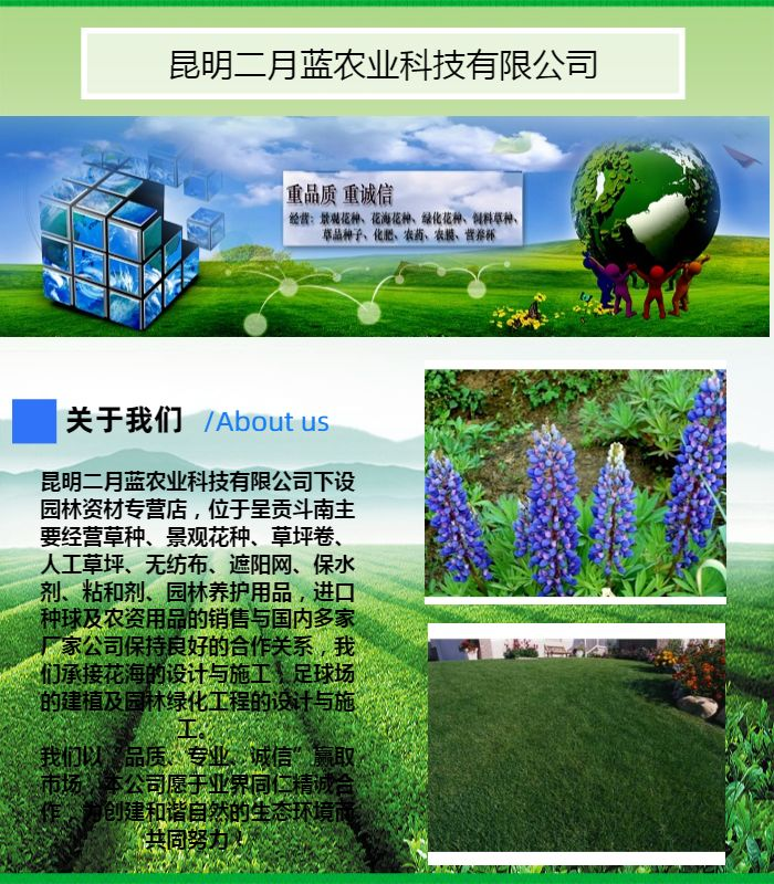波斯菊种子的种植方法