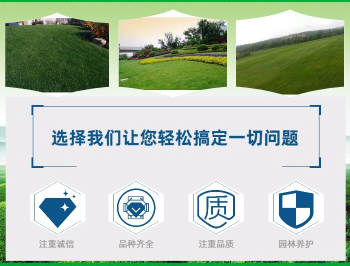 波斯菊种子的种植方法