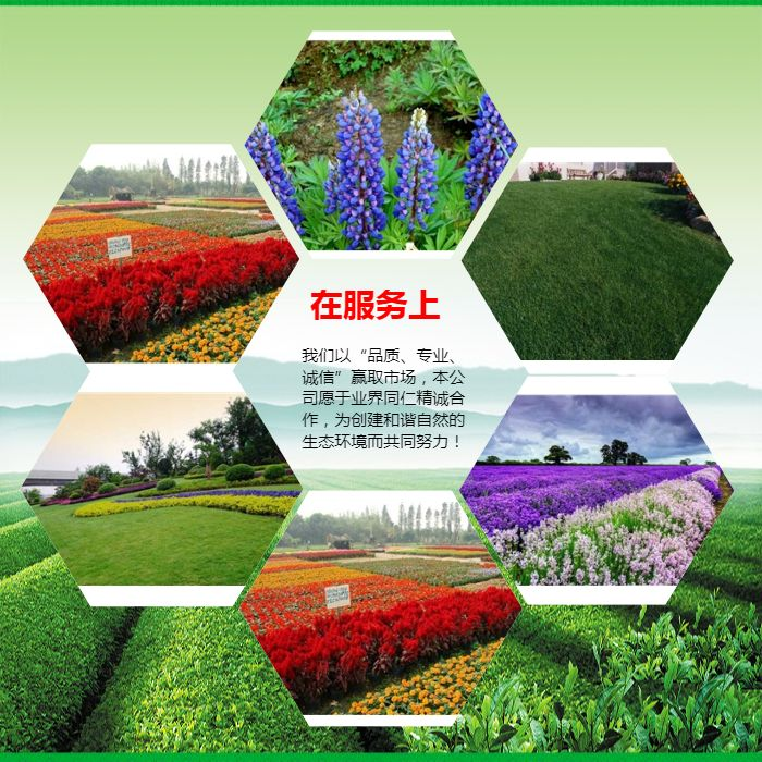 波斯菊种子的种植方法