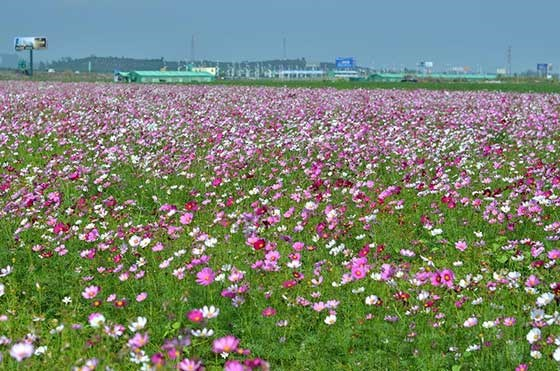 波斯菊种子的种植方法