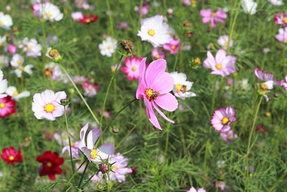 波斯菊种子的种植方法