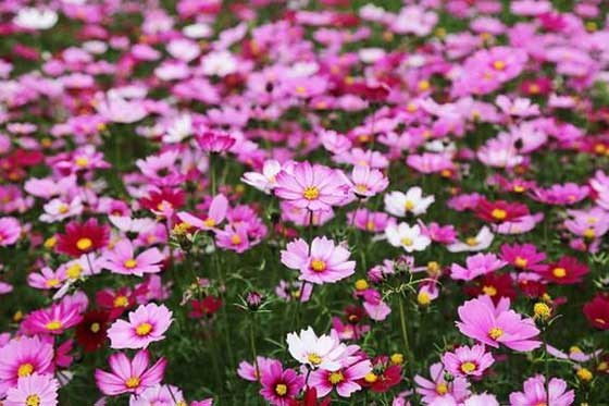 波斯菊种子的种植方法