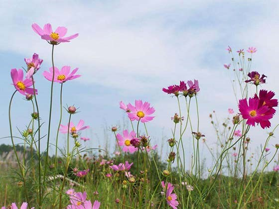 波斯菊种子的种植方法