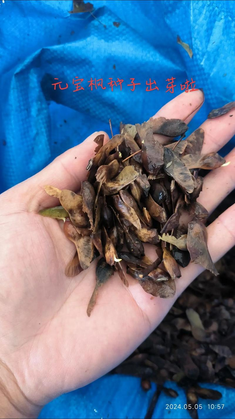 红枫种子种植方法