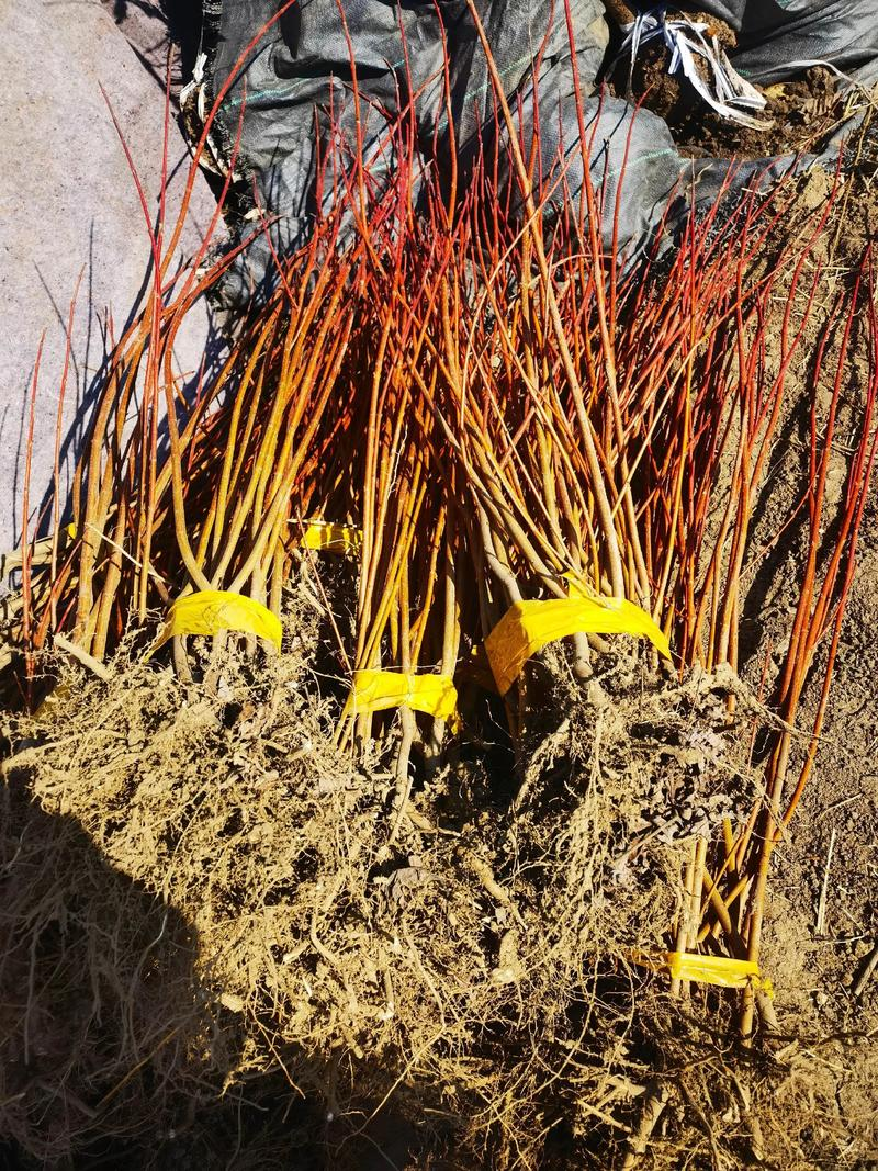 红枫种子种植方法