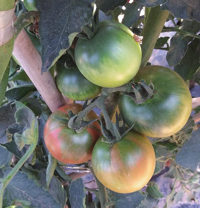 普罗旺斯番茄种植技术