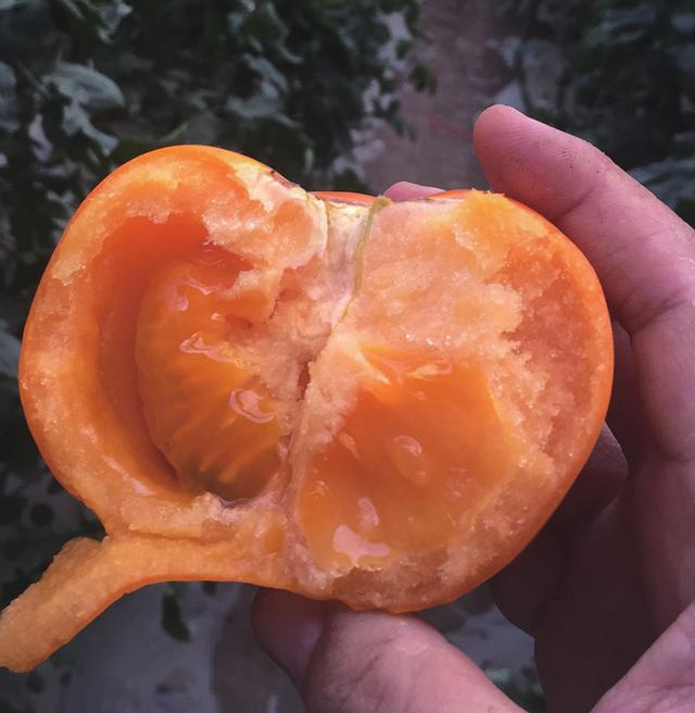 普罗旺斯番茄种植技术