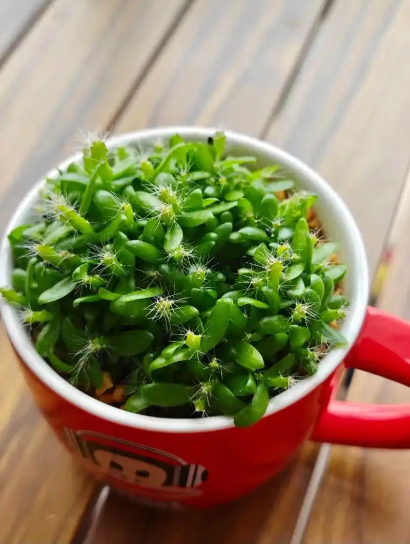 火龙果籽种植方法会长果吗