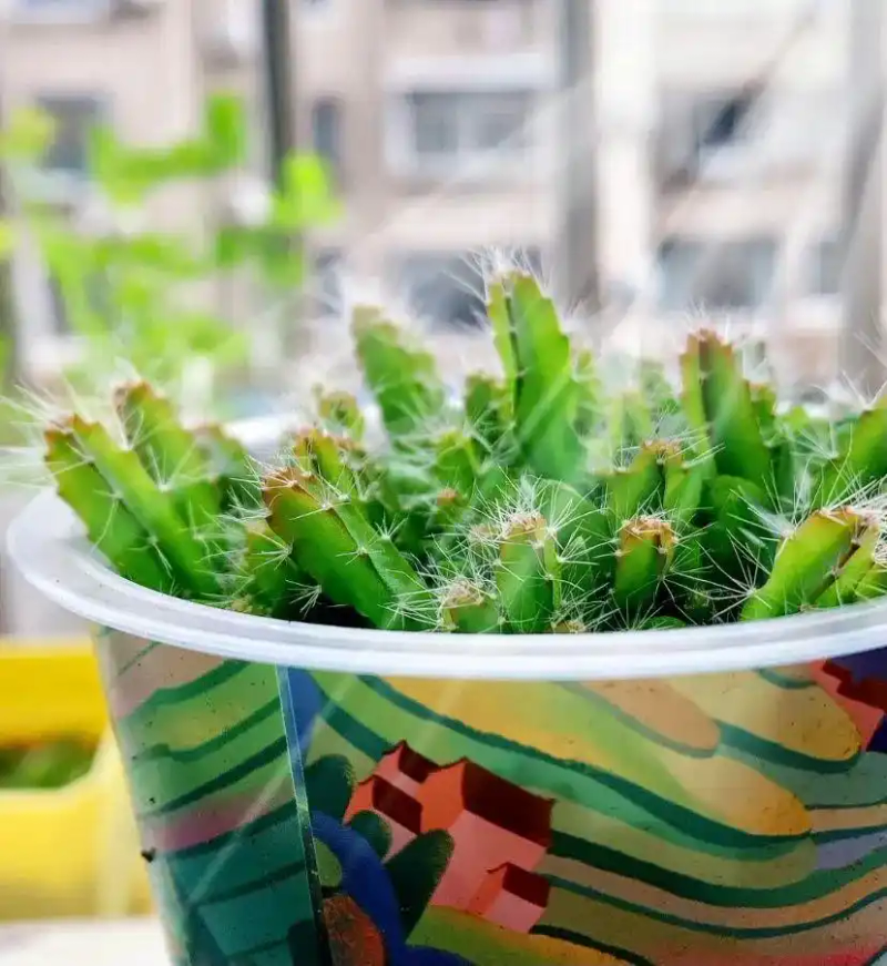 火龙果籽种植方法会长果吗