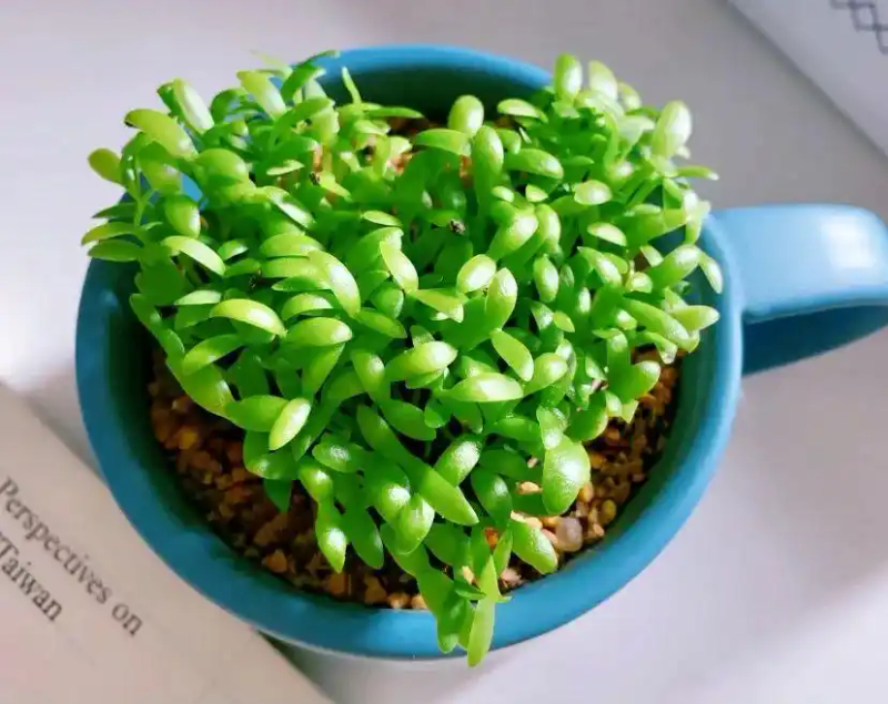 火龙果籽种植方法会长果吗