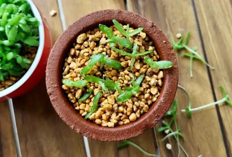 火龙果籽种植方法会长果吗