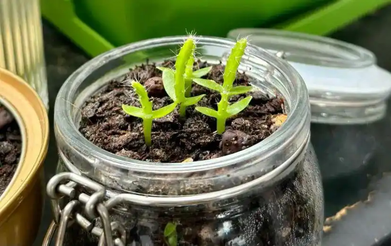 火龙果籽种植方法会长果吗