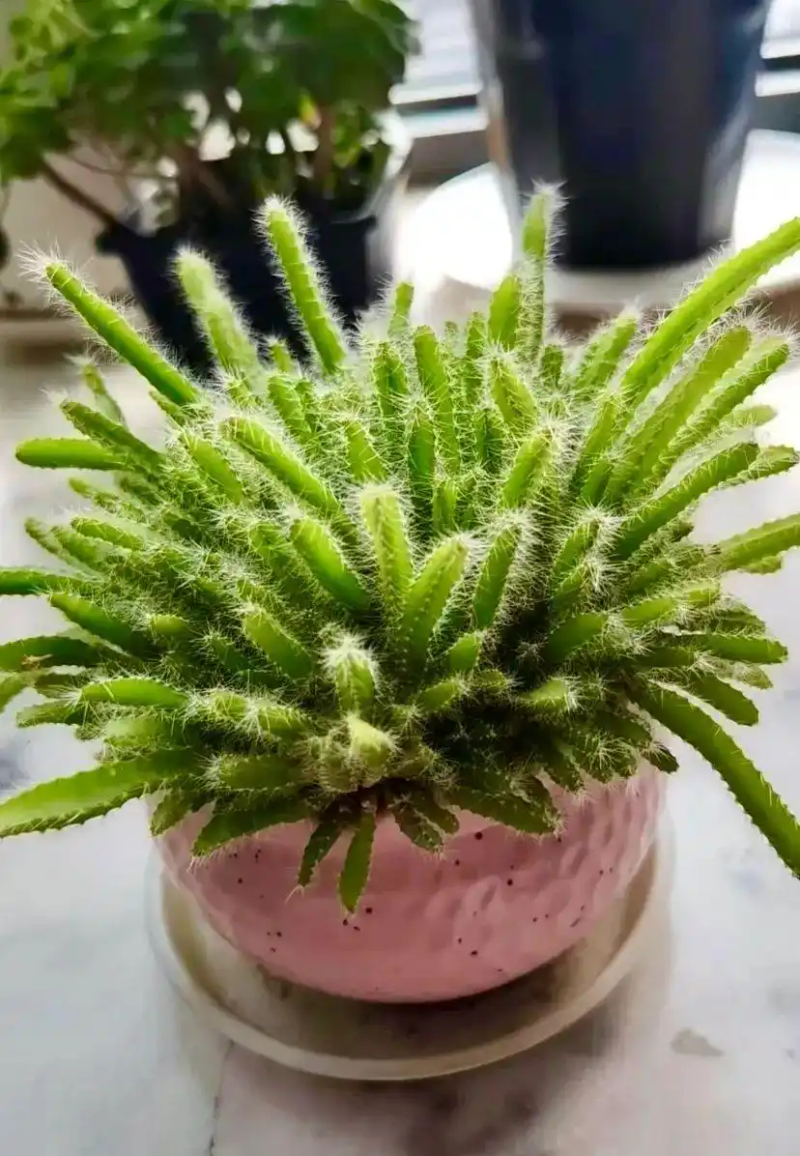 火龙果籽种植方法会长果吗